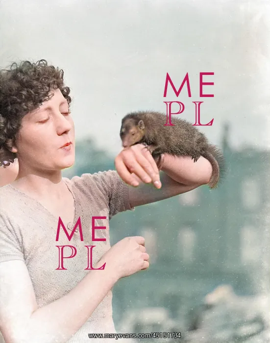 : A MONGOOSE ON THE ARM : A MONGOOSE ON THE ARM