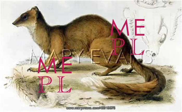 : MONGOOSE CYNICTIS 1835 : MONGOOSE CYNICTIS 1835