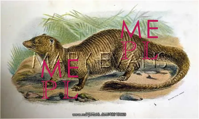  : MONGOOSE EGYPTIAN 19C