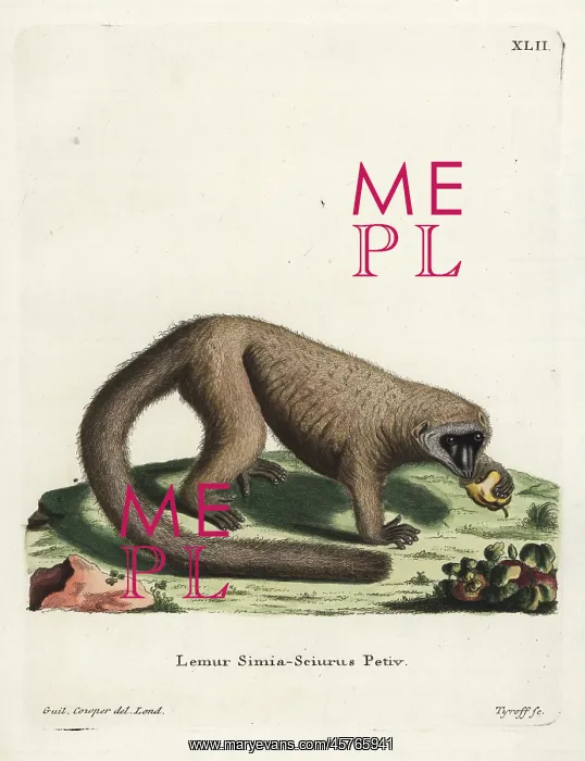 : Mongoose lemur, Eulemur mongoz. Critically endangered : Mongoose lemur, Eulemur mongoz. Critically endangered