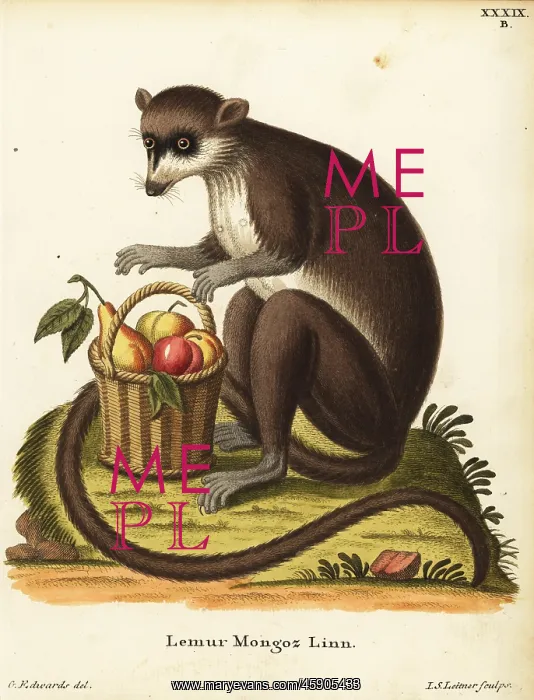 : Mongoose lemur, Eulemur mongoz. Critically endangered : Mongoose lemur, Eulemur mongoz. Critically endangered