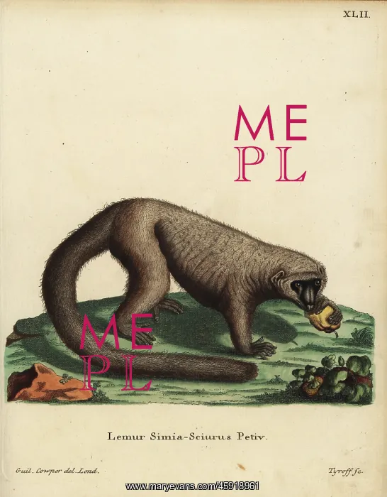: Mongoose lemur, Eulemur mongoz. Critically endangered : Mongoose lemur, Eulemur mongoz. Critically endangered