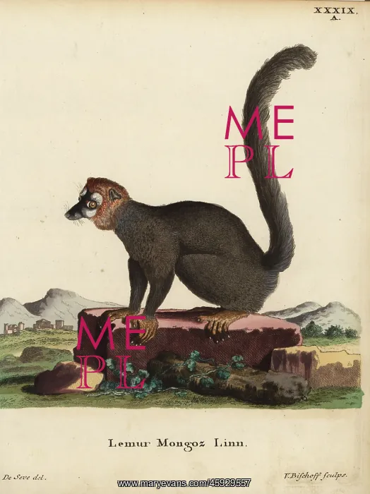 : Mongoose lemur, Eulemur mongoz. Critically endangered : Mongoose lemur, Eulemur mongoz. Critically endangered