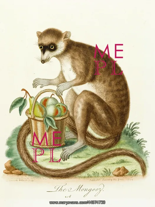  : Mongoose from Madagascar