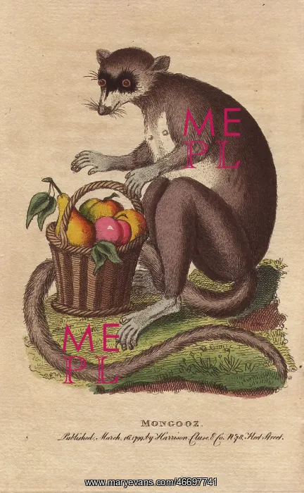 : Mongooz or mongoose with a basket of ripe fruit : Mongooz or mongoose with a basket of ripe fruit