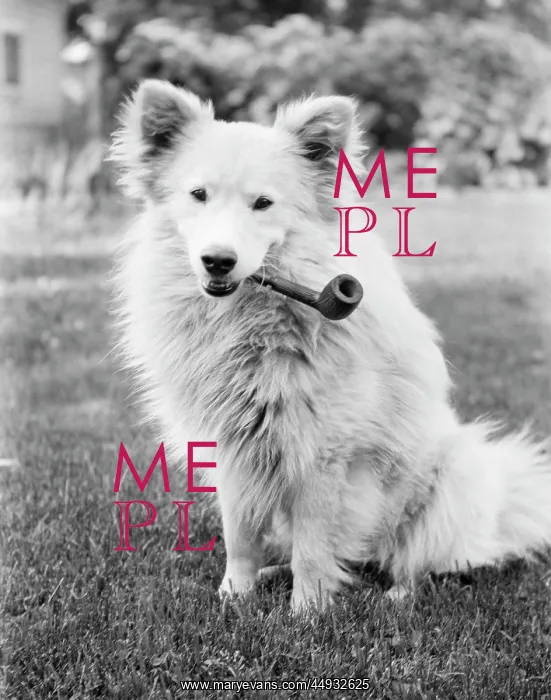 : Mongrel Dog Sitting Outside with Large Smoking Pipe in It : Mongrel Dog Sitting Outside with Large Smoking Pipe in It