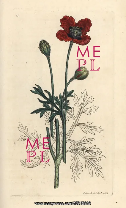 : Mongrel poppy or round pricklyhead poppy, Papaver hybridum : Mongrel poppy or round pricklyhead poppy, Papaver hybridum