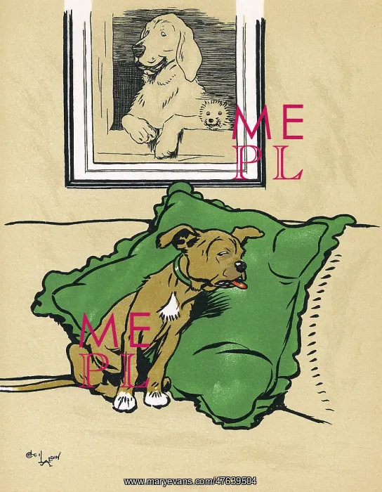 : Mongrel puppy in a state of shock : Mongrel puppy in a state of shock