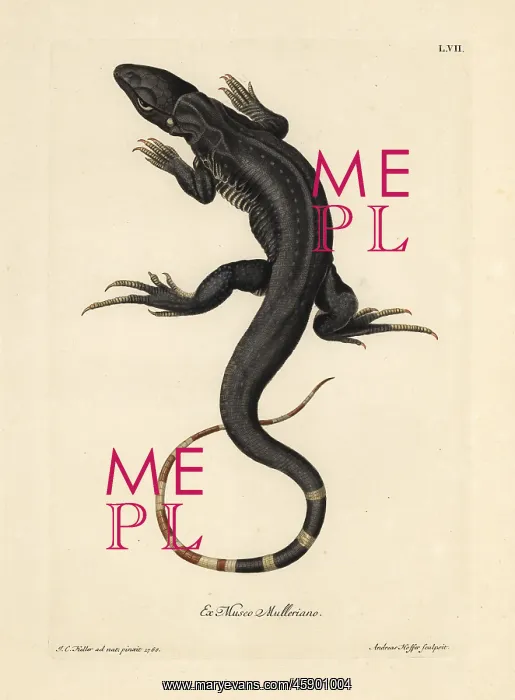 : Monitor lizard, Varanus species : Monitor lizard, Varanus species