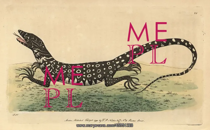 : Monitor or monitory lizard, Lacerta monitor : Monitor or monitory lizard, Lacerta monitor