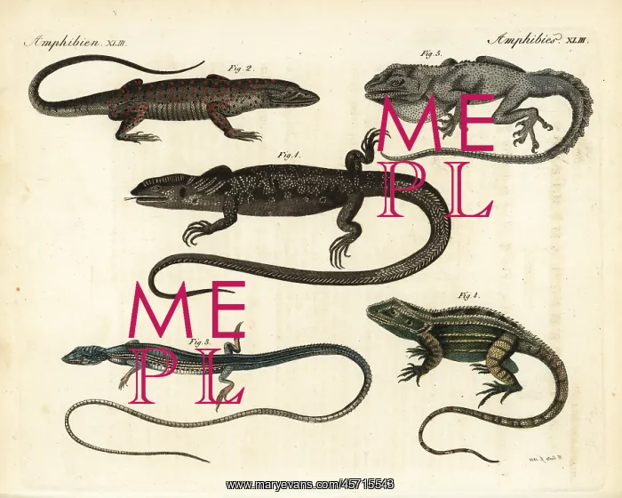 : Monitors and lizards : Monitors and lizards