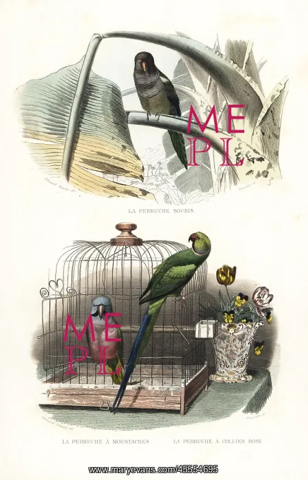 : Monk parakeet, red-breasted parakeet and rose-ringed : Monk parakeet, red-breasted parakeet and rose-ringed