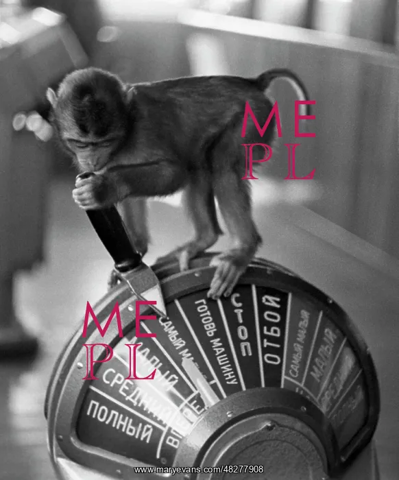 : Monkey, 1965 : Monkey, 1965