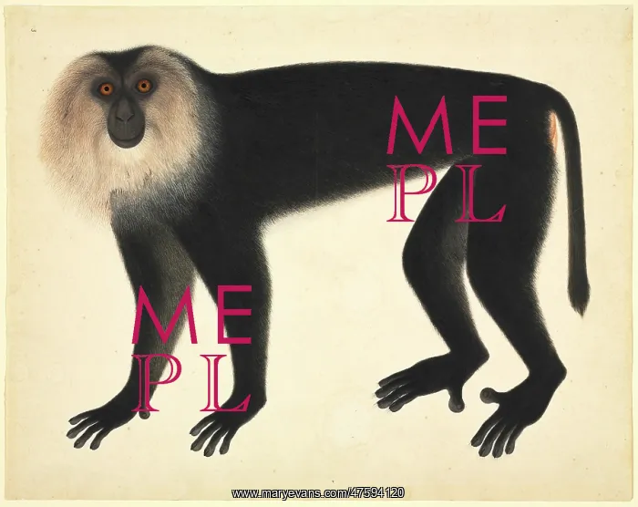 : Monkey. Plate 72 of the John Reeves Collection of Zoological Drawings : Monkey. Plate 72 of the John Reeves Collection of Zoological Drawings