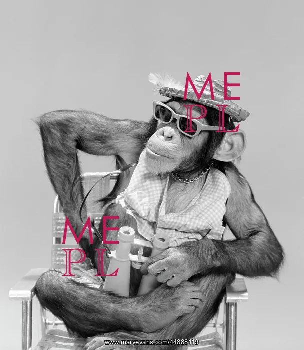 : Monkey Chimpanzee Wear Hat Sunglasses : Monkey Chimpanzee Wear Hat Sunglasses