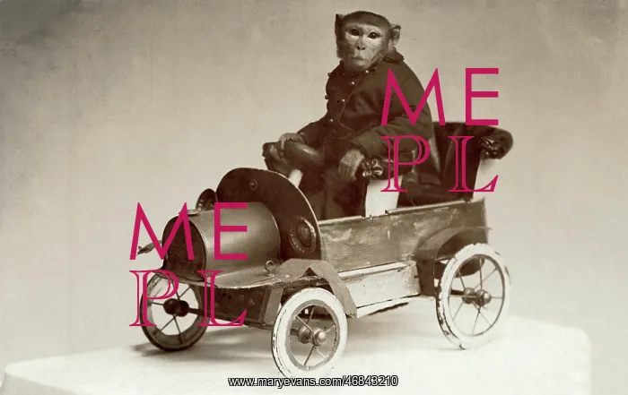 : Monkey driving a toy car : Monkey driving a toy car