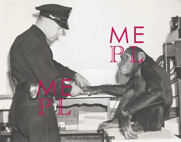 : Monkey fingerprinted by police officer : Monkey fingerprinted by police officer