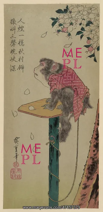 : Monkey on a leash and cherry blossoms : Monkey on a leash and cherry blossoms
