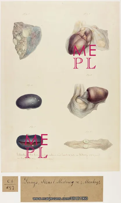: Monkey: Lungs, Heart and Kidney : Monkey: Lungs, Heart and Kidney
