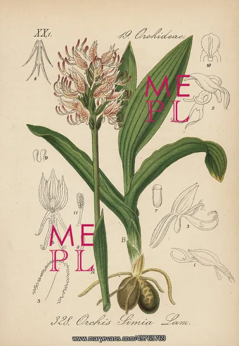: Monkey orchid, Orchis simia : Monkey orchid, Orchis simia