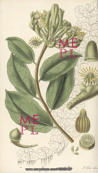  : Monkey paws vine, Marcgravia umbellata