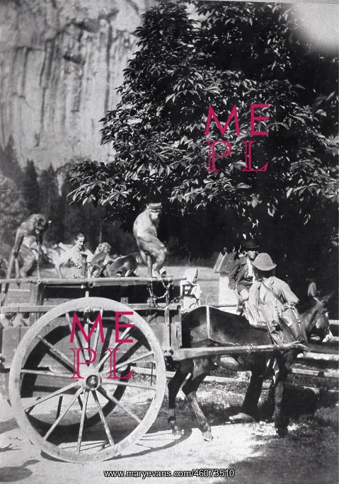 : The Monkey Production (monkeys sitting on a : The Monkey Production (monkeys sitting on a