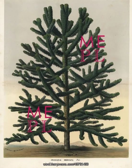 : Monkey puzzle tree, Araucaria araucana. Endangered : Monkey puzzle tree, Araucaria araucana. Endangered
