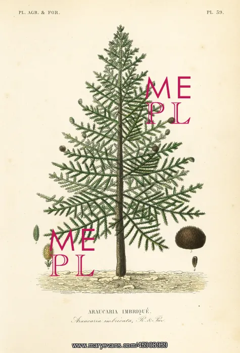 : Monkey puzzle tree, Araucaria araucana. Endangered : Monkey puzzle tree, Araucaria araucana. Endangered