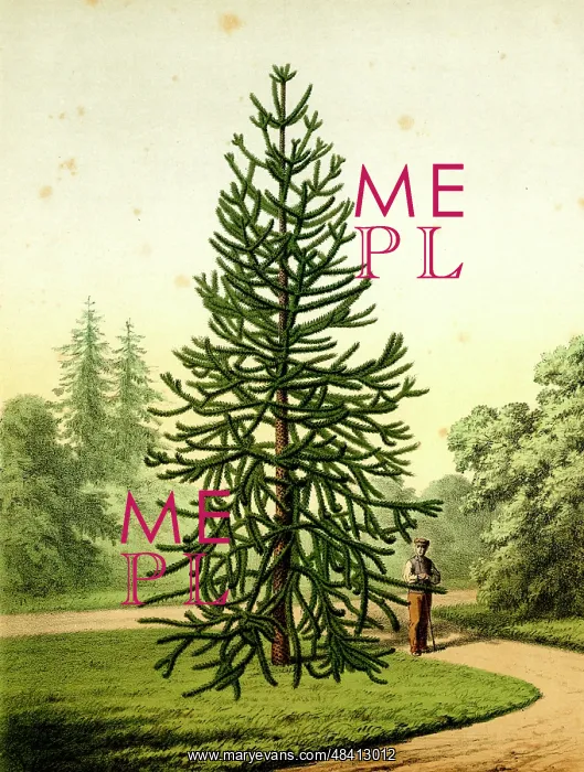  : Monkey Puzzle Tree, Araucaria Imbricata Pavon