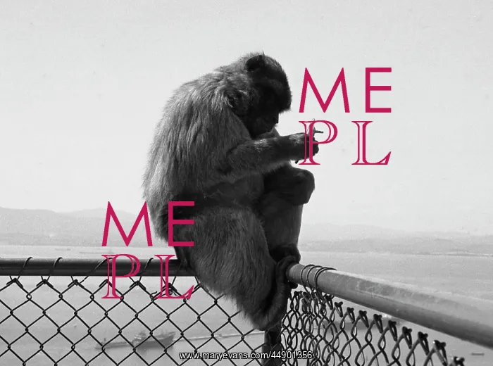: A monkey sitting on a fence : A monkey sitting on a fence