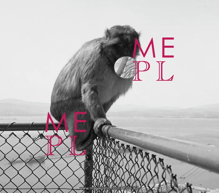 : A monkey sitting on a fence with a mirror in its mouth : A monkey sitting on a fence with a mirror in its mouth
