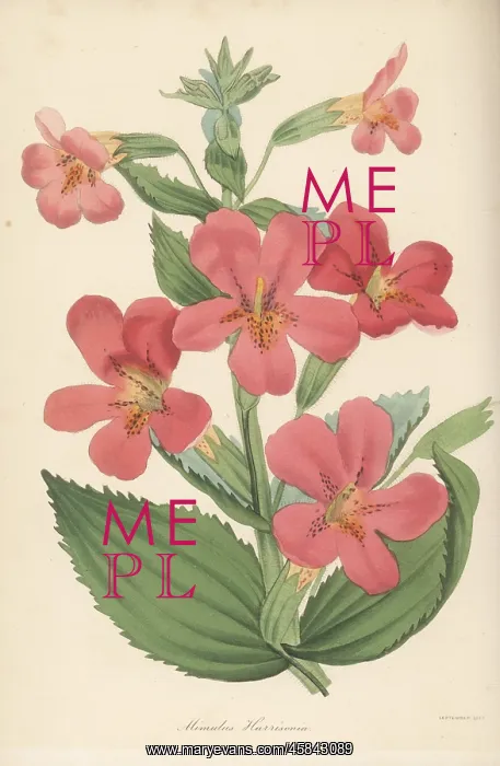: Monkeyflower hybrid, Mimulus E' harrisonianus auct : Monkeyflower hybrid, Mimulus E' harrisonianus auct