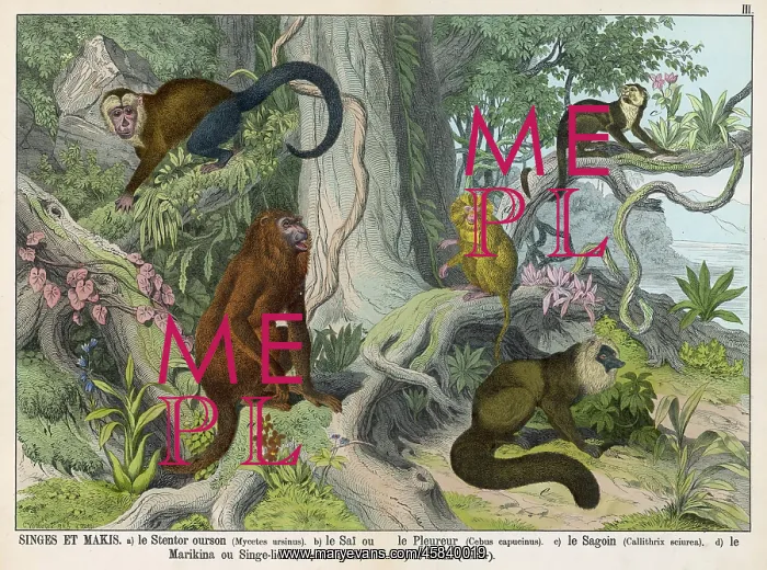 : Five monkeys : Five monkeys