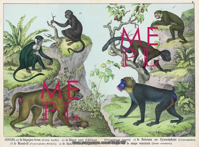 : Six monkeys : Six monkeys