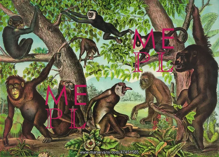  : The monkeys