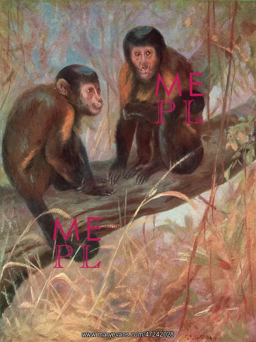 : MONKEYS / CAPUCHINS / SWAN : MONKEYS / CAPUCHINS / SWAN