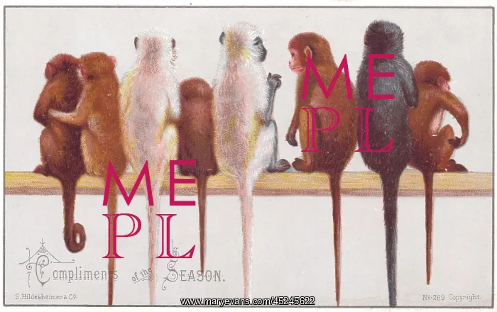 : Eight monkeys on a Christmas card : Eight monkeys on a Christmas card