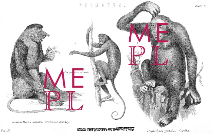 : MONKEYS & GORILLA : MONKEYS & GORILLA