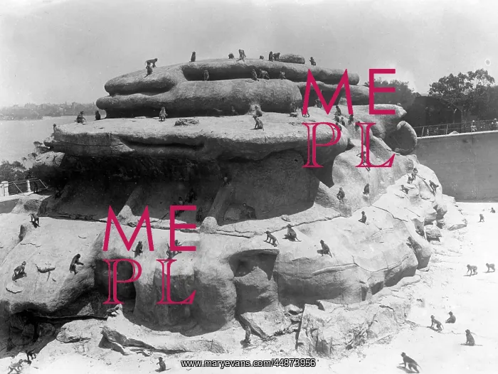 : MONKEYS ON THE ROCKS : MONKEYS ON THE ROCKS