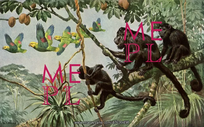  : Monkeys in Tree