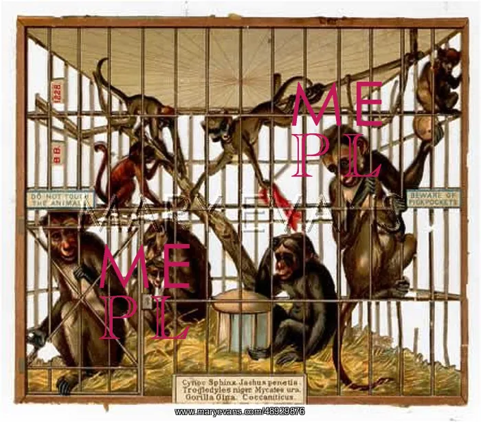 : MONKEYS IN A ZOO CAGE : MONKEYS IN A ZOO CAGE