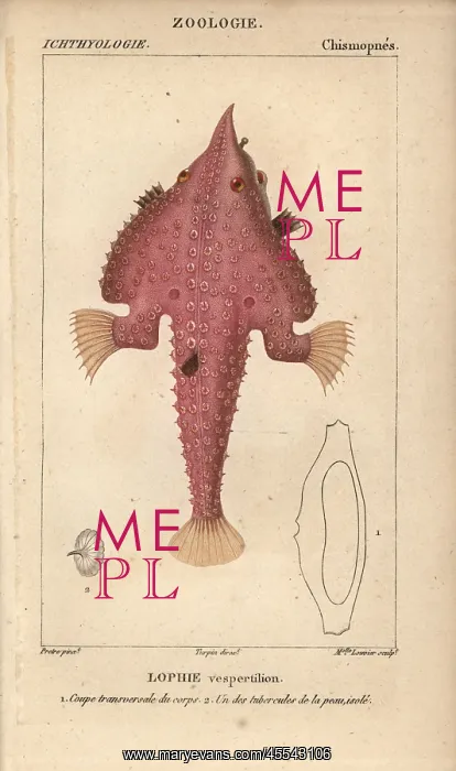 : Monkfish, Lophius americanus : Monkfish, Lophius americanus