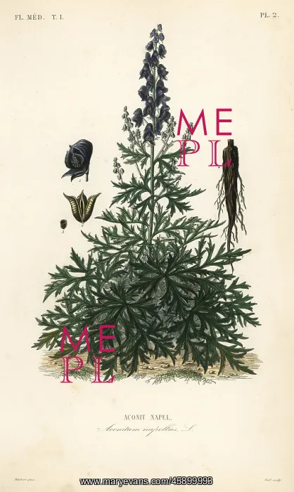: Monk's-hood, aconite or wolfsbane : Monk's-hood, aconite or wolfsbane