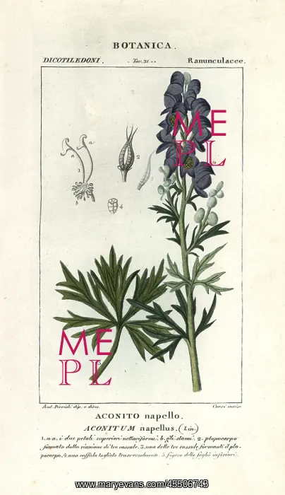 : Monk's hood, Aconitum napellus : Monk's hood, Aconitum napellus
