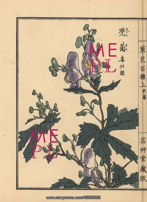 : Monkshood, Aconitum napellus : Monkshood, Aconitum napellus
