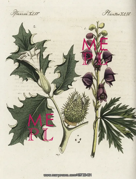 : Monkshood and datura : Monkshood and datura