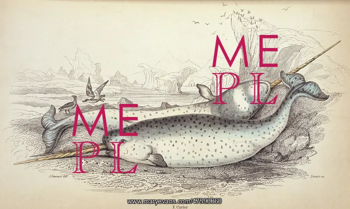 : Monodon monoceros, narwhal : Monodon monoceros, narwhal