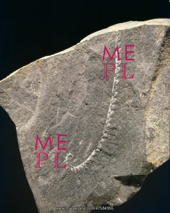 : Monograptus, graptolite : Monograptus, graptolite