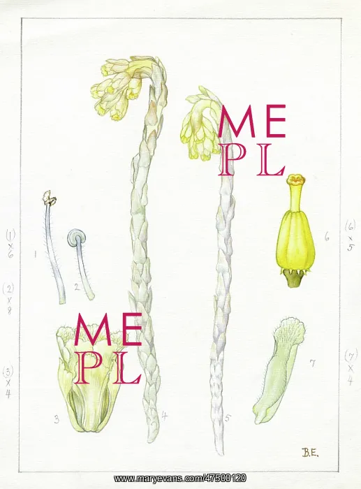 : Monotropa hypopithys - yellow bird's-nest : Monotropa hypopithys - yellow bird's-nest