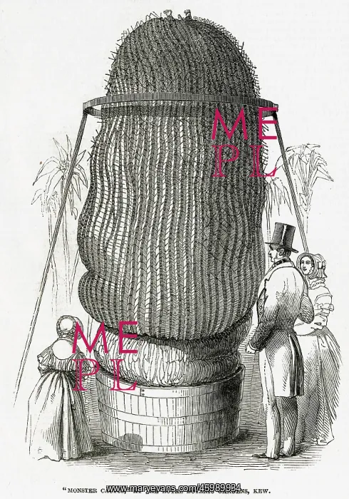 : Monster Cactus at Kew Gardens 1846 : Monster Cactus at Kew Gardens 1846
